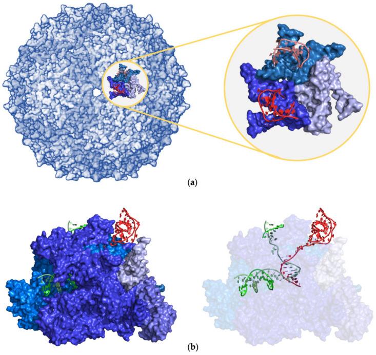https://cdn.ncbi.nlm.nih.gov/pmc/blobs/8ef1/10671752/93674e5d9250/ijms-24-16318-g008.jpg