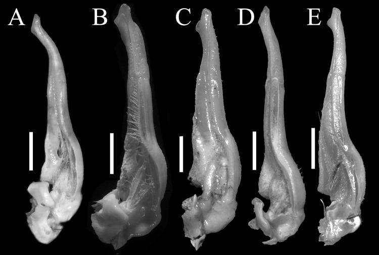 https://cdn.ncbi.nlm.nih.gov/pmc/blobs/8ef4/7245334/991e4751ff88/peerj-08-9194-g005.jpg