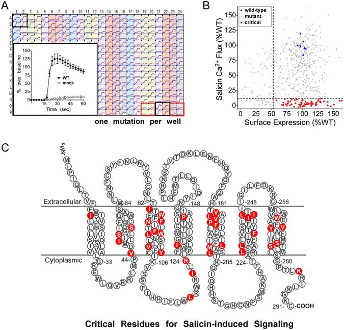 https://cdn.ncbi.nlm.nih.gov/pmc/blobs/8eff/5552880/c9a92c9c9fdb/41598_2017_7256_Fig1_HTML.jpg