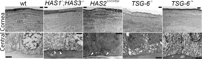 https://cdn.ncbi.nlm.nih.gov/pmc/blobs/8eff/5584473/d3fee4a94d6a/i1552-5783-58-11-4407-f03.jpg
