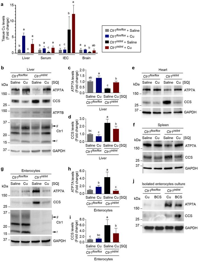 https://cdn.ncbi.nlm.nih.gov/pmc/blobs/8f00/5607234/2c2e8ff4bf2c/41598_2017_11961_Fig4_HTML.jpg