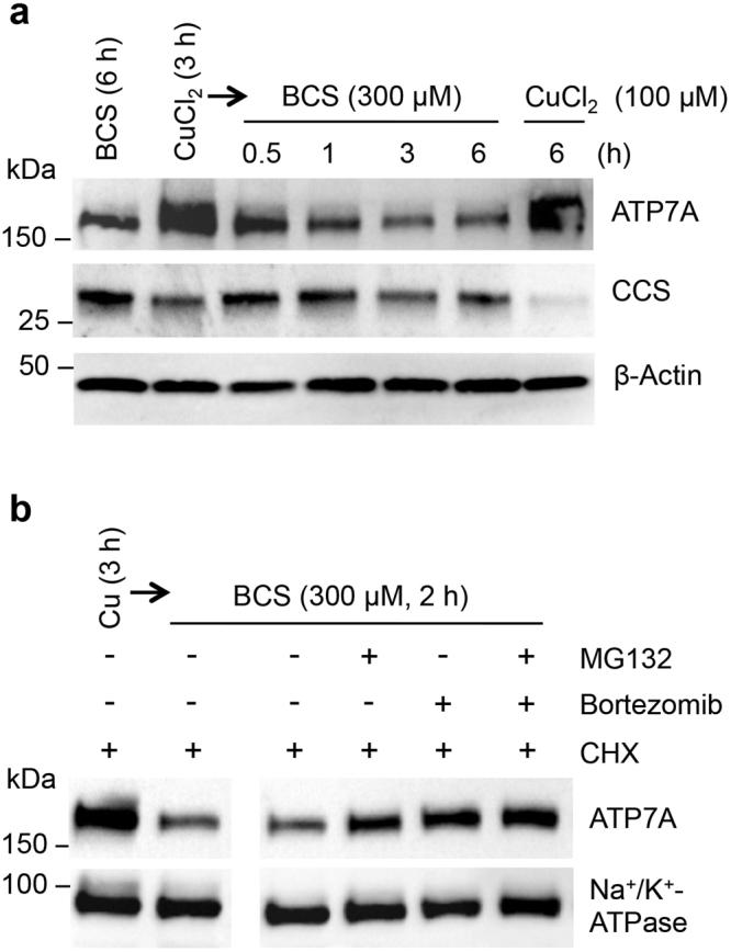 https://cdn.ncbi.nlm.nih.gov/pmc/blobs/8f00/5607234/4196159390cf/41598_2017_11961_Fig2_HTML.jpg