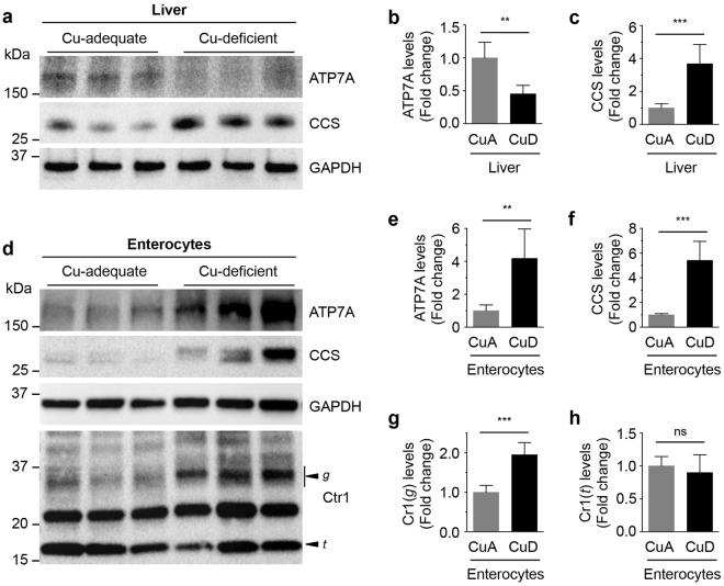 https://cdn.ncbi.nlm.nih.gov/pmc/blobs/8f00/5607234/b7ea0cbd6b62/41598_2017_11961_Fig5_HTML.jpg