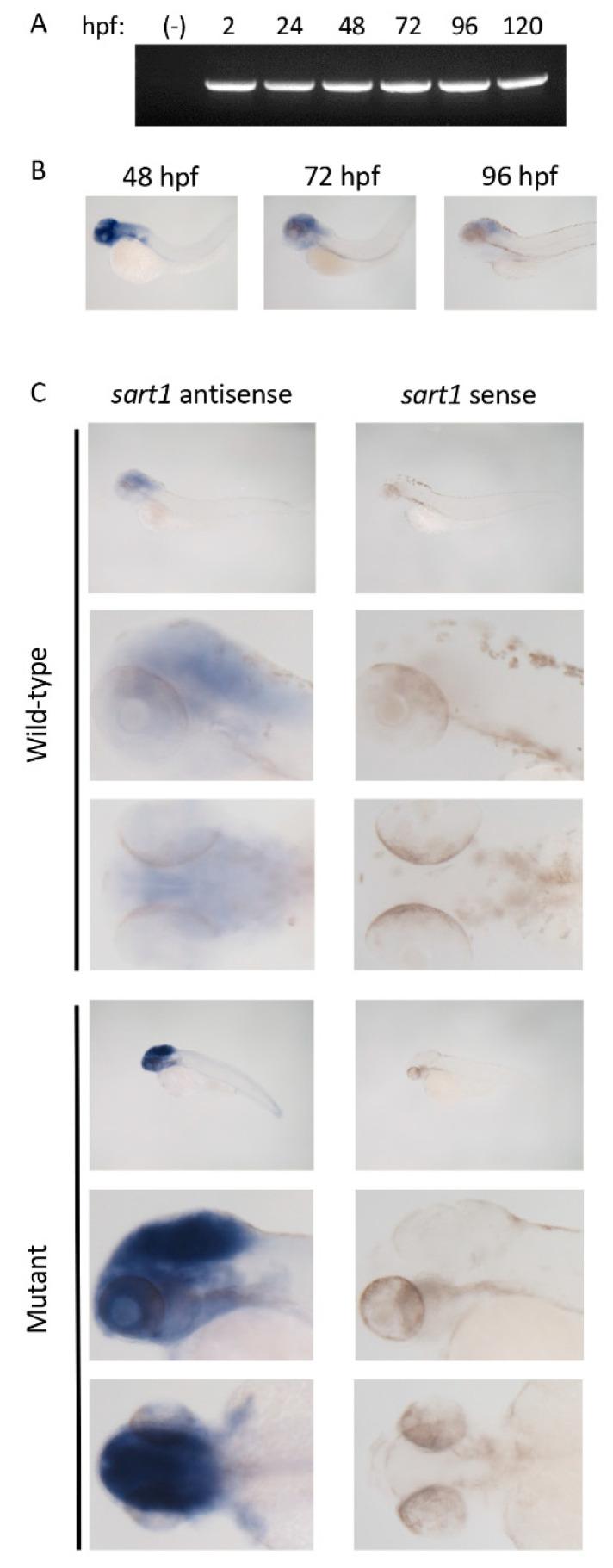 https://cdn.ncbi.nlm.nih.gov/pmc/blobs/8f00/7690441/4927fb2c49f9/cells-09-02340-g004.jpg