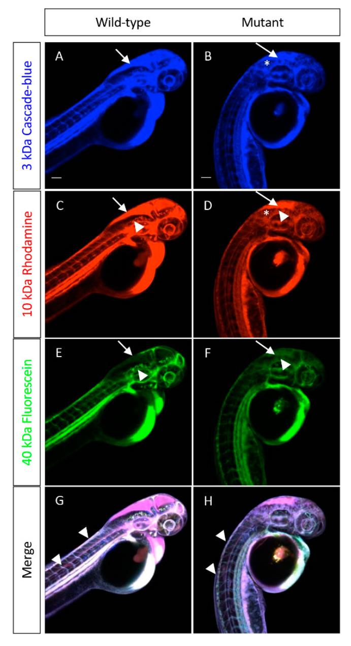 https://cdn.ncbi.nlm.nih.gov/pmc/blobs/8f00/7690441/84f796ac167d/cells-09-02340-g007.jpg
