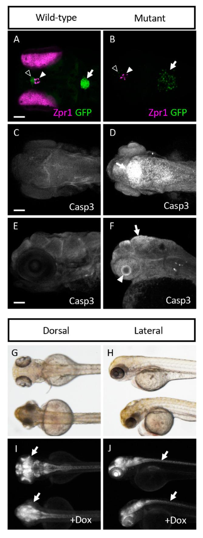 https://cdn.ncbi.nlm.nih.gov/pmc/blobs/8f00/7690441/dca98926c221/cells-09-02340-g006.jpg