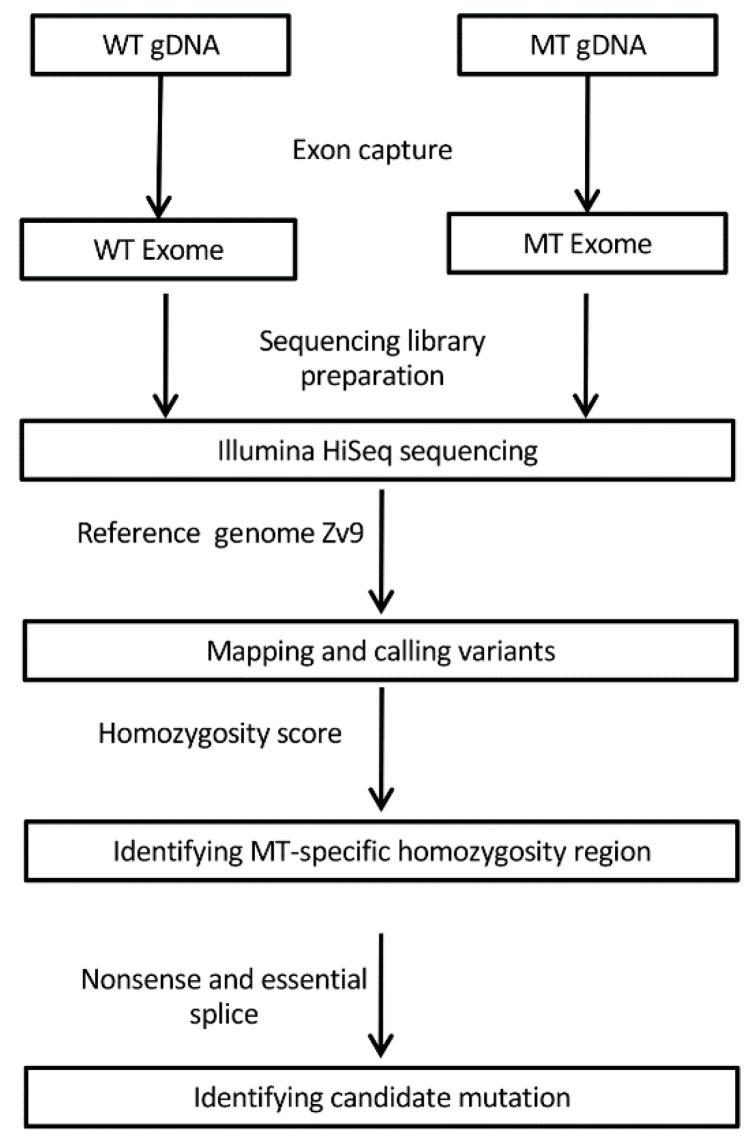 https://cdn.ncbi.nlm.nih.gov/pmc/blobs/8f00/7690441/ead131d82428/cells-09-02340-g001.jpg