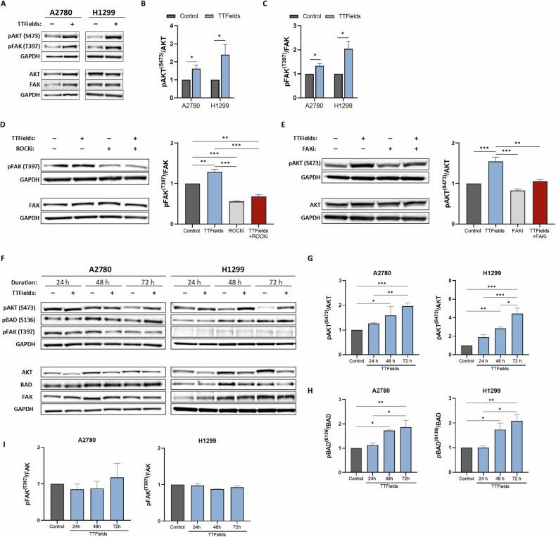 https://cdn.ncbi.nlm.nih.gov/pmc/blobs/8f05/11950169/790d1d6d39db/41419_2025_7546_Fig2_HTML.jpg