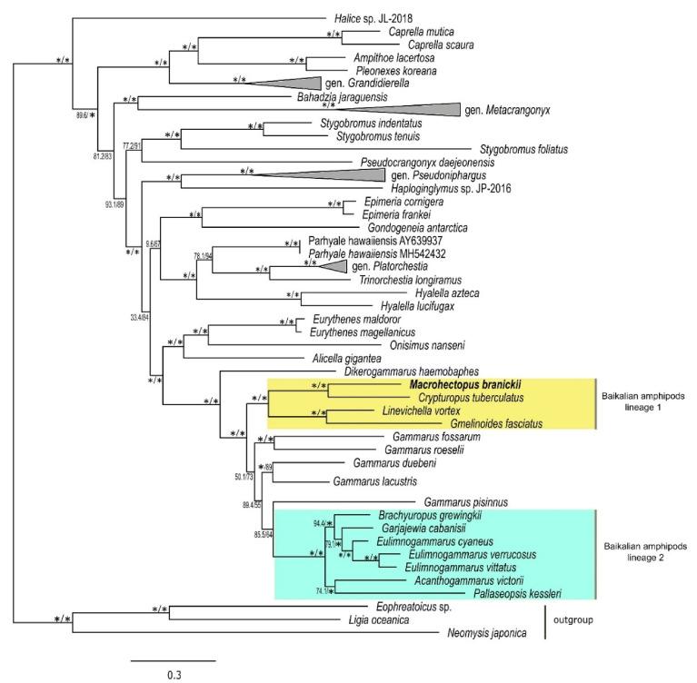 https://cdn.ncbi.nlm.nih.gov/pmc/blobs/8f06/8700879/92f90cd82324/genes-12-02030-g004.jpg