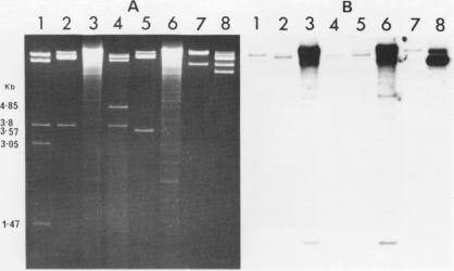 https://cdn.ncbi.nlm.nih.gov/pmc/blobs/8f09/327382/3bf3bdcac509/nar00408-0116-a.jpg