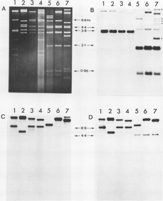 https://cdn.ncbi.nlm.nih.gov/pmc/blobs/8f09/327382/46a61174b830/nar00408-0115-a.jpg