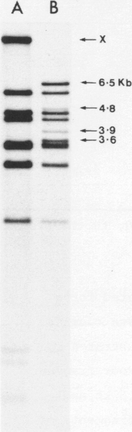 https://cdn.ncbi.nlm.nih.gov/pmc/blobs/8f09/327382/6fa3b64bb85c/nar00408-0112-a.jpg