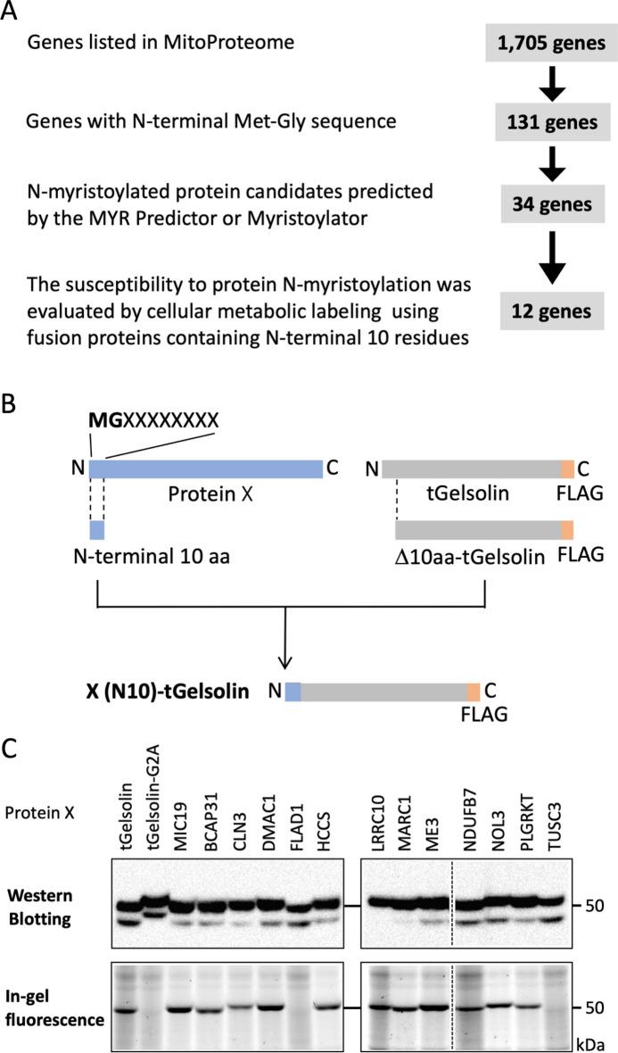 https://cdn.ncbi.nlm.nih.gov/pmc/blobs/8f0c/10752898/19ddbac25f7f/41598_2023_50390_Fig1_HTML.jpg