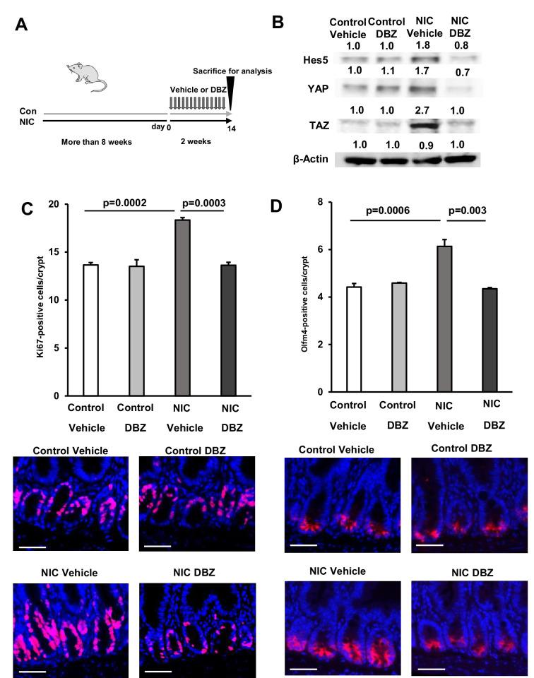 https://cdn.ncbi.nlm.nih.gov/pmc/blobs/8f0d/11698494/a63f3ee51f3d/elife-95267-fig6.jpg