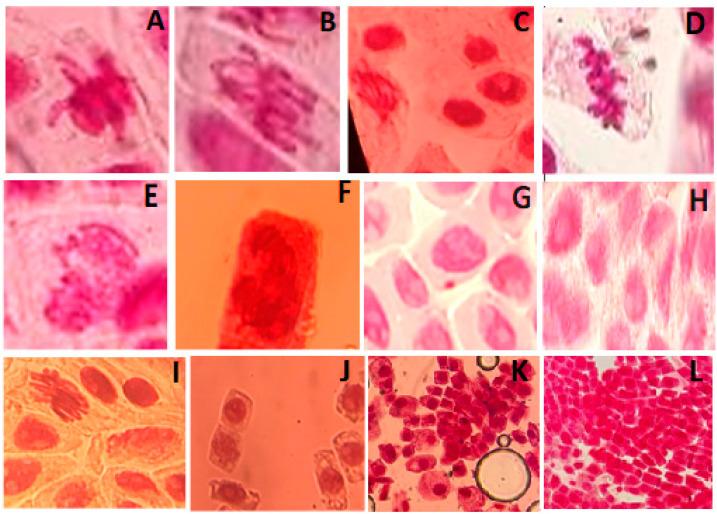 https://cdn.ncbi.nlm.nih.gov/pmc/blobs/8f0e/12347869/54324724d33a/ijms-26-07499-g006.jpg