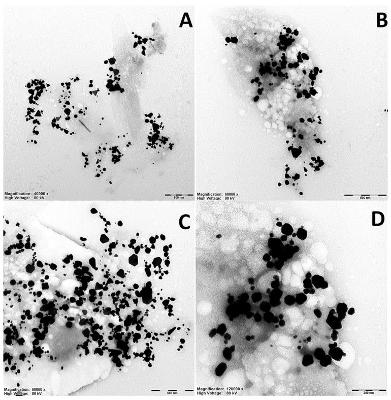 https://cdn.ncbi.nlm.nih.gov/pmc/blobs/8f0e/12347869/ca0ebdfb1c34/ijms-26-07499-g003a.jpg