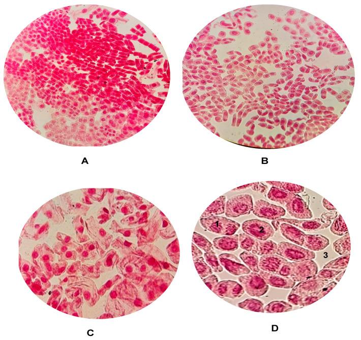 https://cdn.ncbi.nlm.nih.gov/pmc/blobs/8f0e/12347869/d72cfc2d537f/ijms-26-07499-g005.jpg