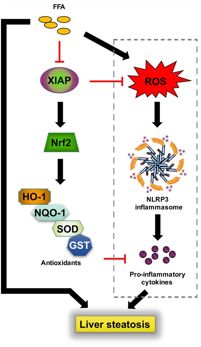 https://cdn.ncbi.nlm.nih.gov/pmc/blobs/8f19/6949096/0d4f67b9ed63/aging-11-102559-g012.jpg