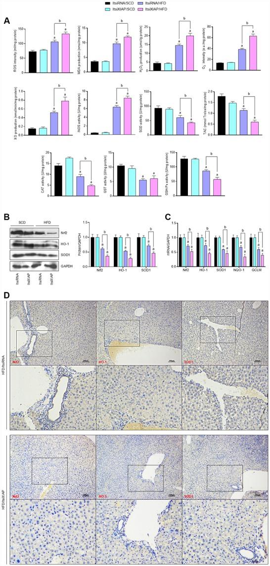 https://cdn.ncbi.nlm.nih.gov/pmc/blobs/8f19/6949096/4eca1d1d92c4/aging-11-102559-g005.jpg