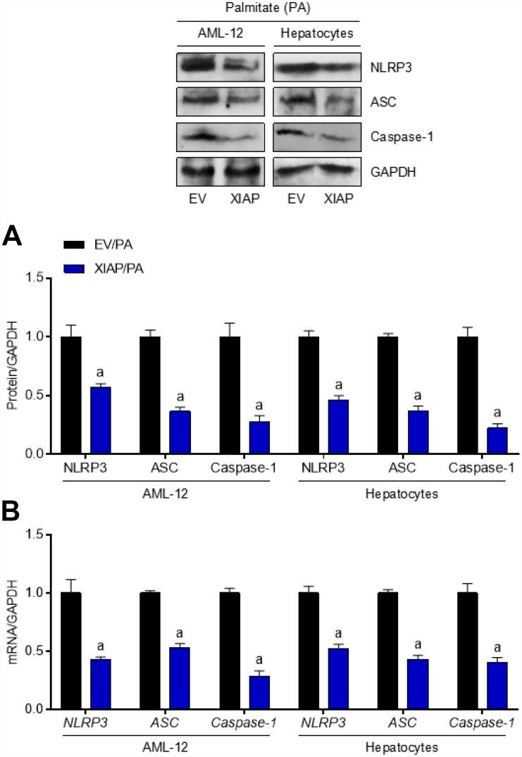 https://cdn.ncbi.nlm.nih.gov/pmc/blobs/8f19/6949096/5bd1d69c8e0f/aging-11-102559-g010.jpg