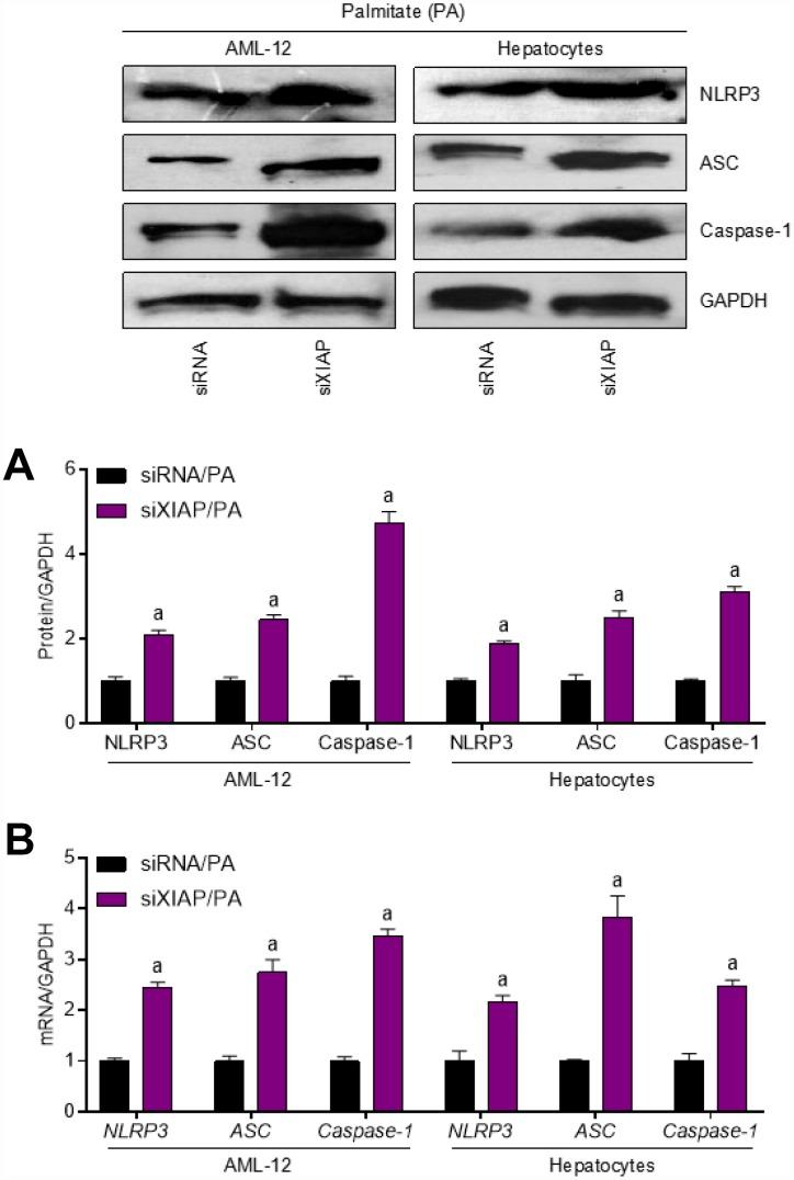 https://cdn.ncbi.nlm.nih.gov/pmc/blobs/8f19/6949096/7eb24c271e47/aging-11-102559-g007.jpg