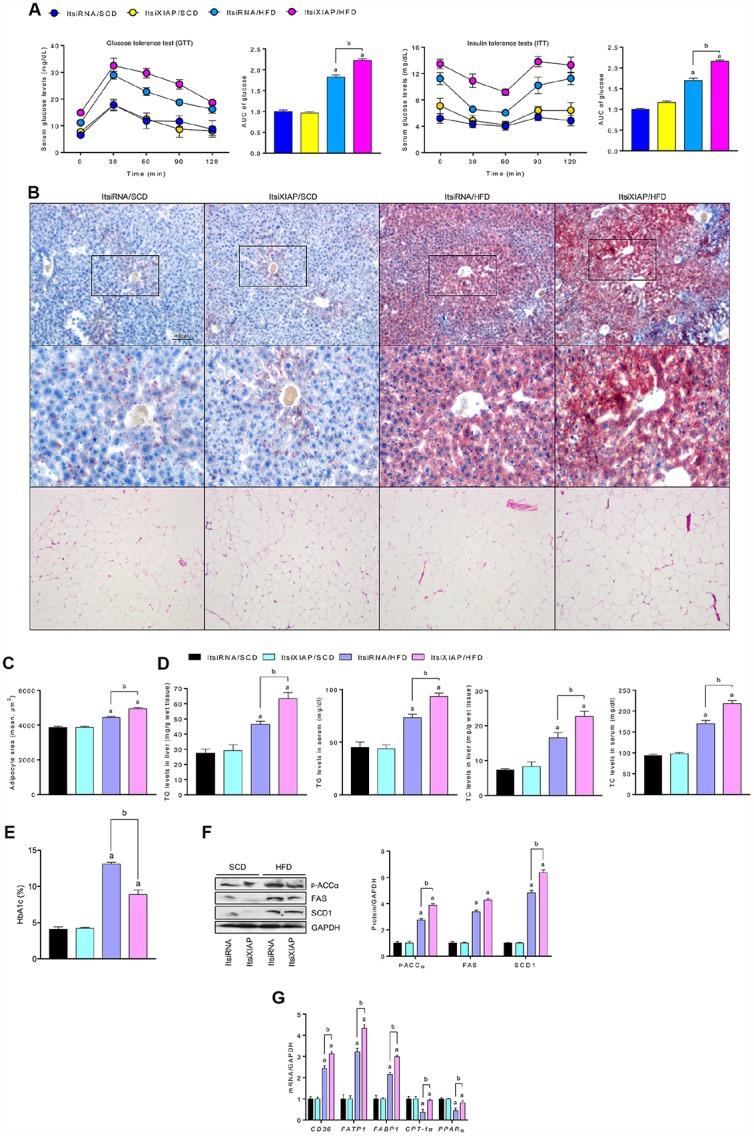 https://cdn.ncbi.nlm.nih.gov/pmc/blobs/8f19/6949096/ddb5e4e64ac5/aging-11-102559-g003.jpg