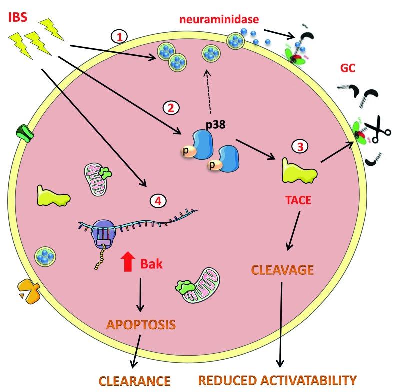 https://cdn.ncbi.nlm.nih.gov/pmc/blobs/8f1a/5622849/3631d3e30200/1021650.fig7.jpg