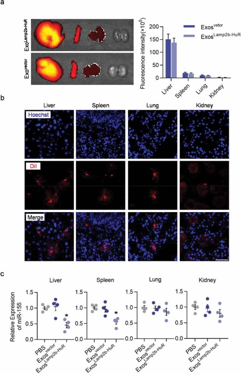 https://cdn.ncbi.nlm.nih.gov/pmc/blobs/8f1b/7580726/6a868eca5ecb/ZJEV_A_1816710_F0005_OC.jpg