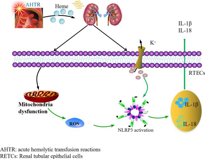 https://cdn.ncbi.nlm.nih.gov/pmc/blobs/8f1b/9622903/7250d36c73b5/41401_2022_886_Fig3_HTML.jpg