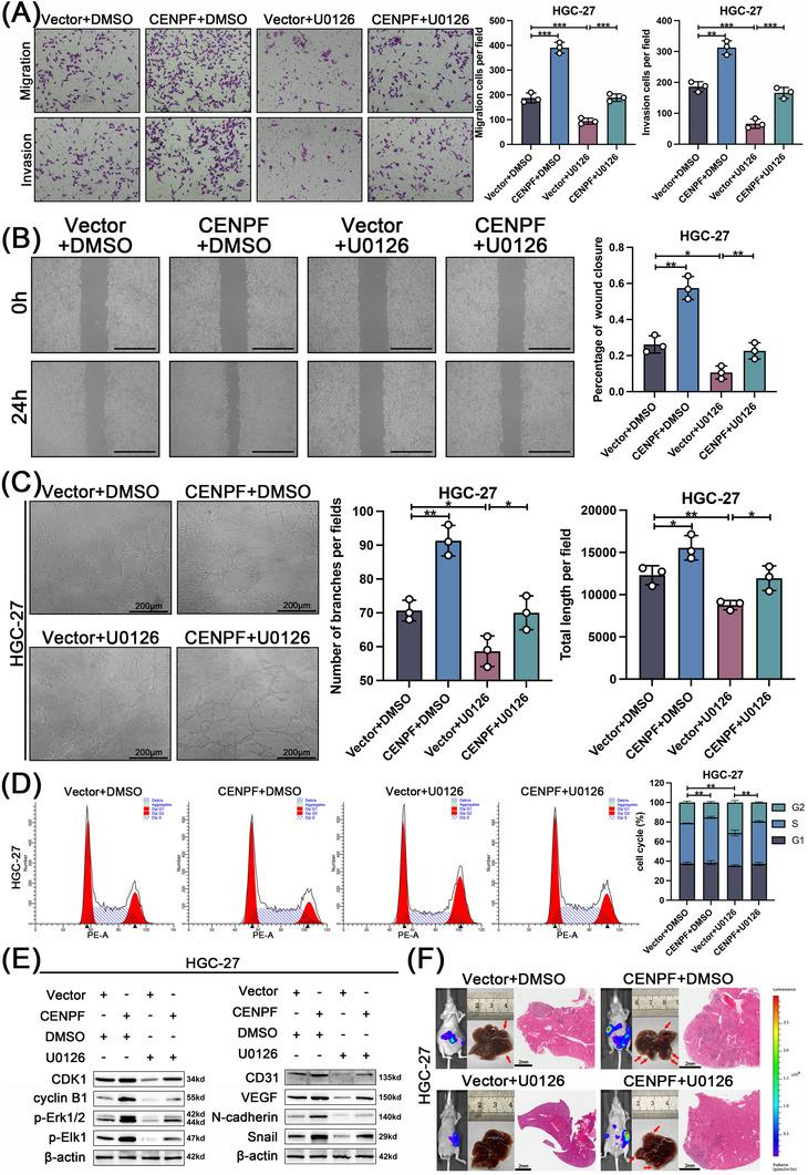 https://cdn.ncbi.nlm.nih.gov/pmc/blobs/8f1c/10259669/0348052888c6/CAC2-43-685-g005.jpg