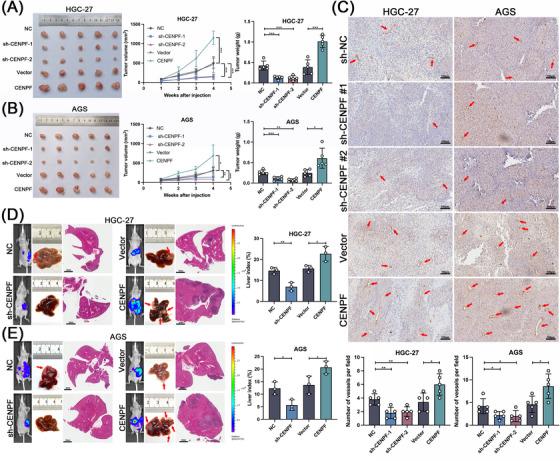 https://cdn.ncbi.nlm.nih.gov/pmc/blobs/8f1c/10259669/f9145637ab07/CAC2-43-685-g007.jpg