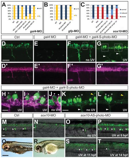 https://cdn.ncbi.nlm.nih.gov/pmc/blobs/8f1c/3317972/1130af4a5a49/DEV072702F4.jpg