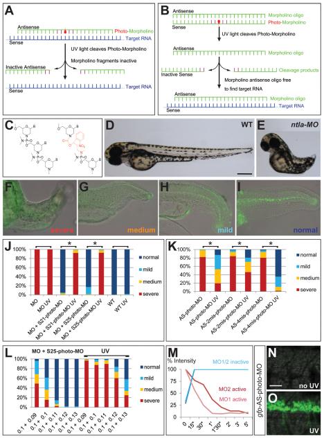 https://cdn.ncbi.nlm.nih.gov/pmc/blobs/8f1c/3317972/80386f283821/DEV072702F1.jpg