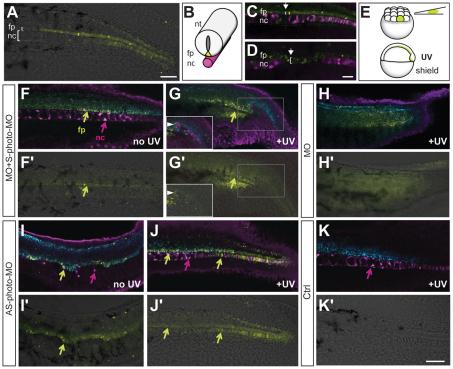 https://cdn.ncbi.nlm.nih.gov/pmc/blobs/8f1c/3317972/844fb50712bf/DEV072702F2.jpg