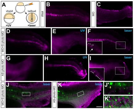 https://cdn.ncbi.nlm.nih.gov/pmc/blobs/8f1c/3317972/b3db4bc438a2/DEV072702F3.jpg