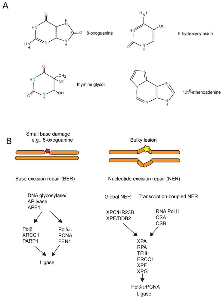 https://cdn.ncbi.nlm.nih.gov/pmc/blobs/8f1d/11050701/460e6def8307/ijms-25-04187-g002.jpg