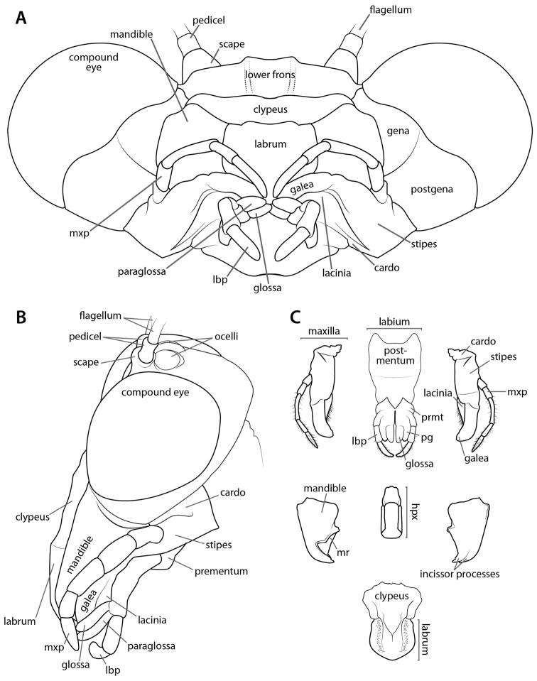 https://cdn.ncbi.nlm.nih.gov/pmc/blobs/8f23/5673847/7f3d9d23a8ba/zookeys-696-001-g003.jpg