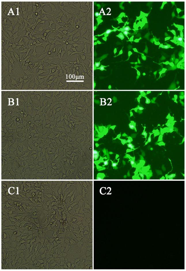 https://cdn.ncbi.nlm.nih.gov/pmc/blobs/8f26/5594090/7f88af2dde38/fmicb-08-01733-g002.jpg