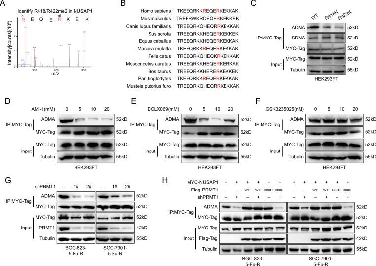 https://cdn.ncbi.nlm.nih.gov/pmc/blobs/8f2a/12092681/c3c4bff1d559/41419_2025_7723_Fig4_HTML.jpg