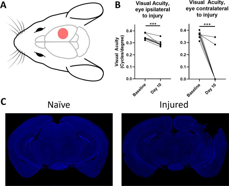 https://cdn.ncbi.nlm.nih.gov/pmc/blobs/8f2d/11022420/3fc2d8813dbc/12974_2024_3098_Fig1_HTML.jpg