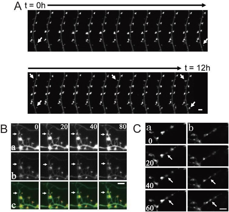https://cdn.ncbi.nlm.nih.gov/pmc/blobs/8f2d/5713177/6b4c2df6f284/pjab-93-483-g002.jpg