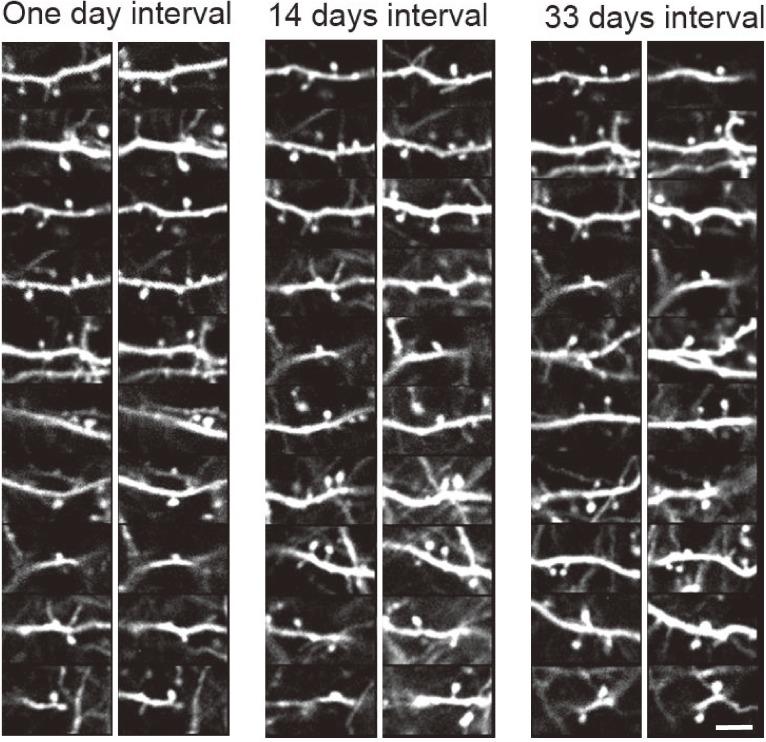 https://cdn.ncbi.nlm.nih.gov/pmc/blobs/8f2d/5713177/e3c341d0091d/pjab-93-483-g005.jpg