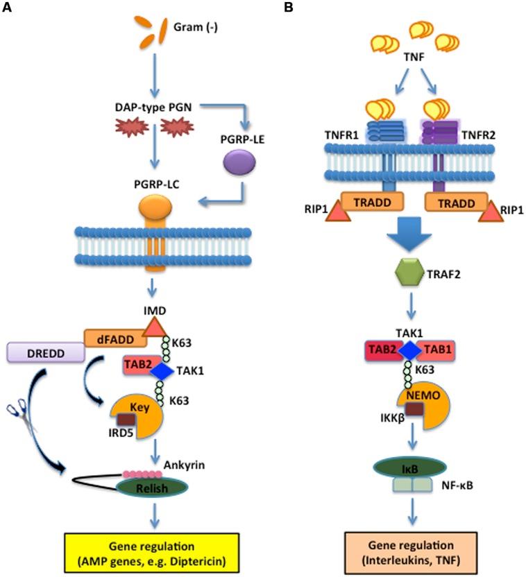 https://cdn.ncbi.nlm.nih.gov/pmc/blobs/8f2e/4309185/6d7fc5e3da97/fmicb-06-00019-g002.jpg