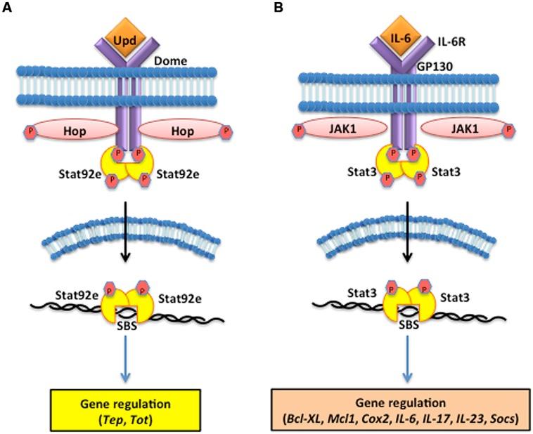 https://cdn.ncbi.nlm.nih.gov/pmc/blobs/8f2e/4309185/72904f3a3c76/fmicb-06-00019-g003.jpg