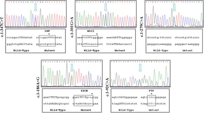 https://cdn.ncbi.nlm.nih.gov/pmc/blobs/8f32/5432510/0b0df7273308/41598_2017_2074_Fig2_HTML.jpg