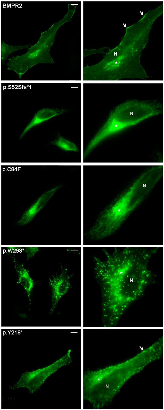 https://cdn.ncbi.nlm.nih.gov/pmc/blobs/8f32/5432510/9cc498d911c9/41598_2017_2074_Fig5_HTML.jpg