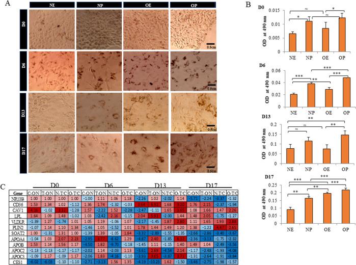 https://cdn.ncbi.nlm.nih.gov/pmc/blobs/8f32/9343434/3cd024159725/41419_2022_5125_Fig4_HTML.jpg