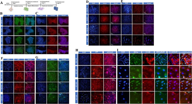 https://cdn.ncbi.nlm.nih.gov/pmc/blobs/8f32/9343434/47f9c22a29d7/41419_2022_5125_Fig1_HTML.jpg