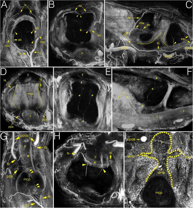 https://cdn.ncbi.nlm.nih.gov/pmc/blobs/8f32/9630748/795a626d7c96/fmed-09-1015895-g004.jpg