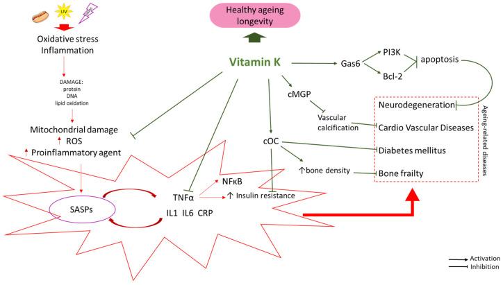 https://cdn.ncbi.nlm.nih.gov/pmc/blobs/8f34/11676630/61e10d0a85f2/nutrients-16-04341-g001.jpg